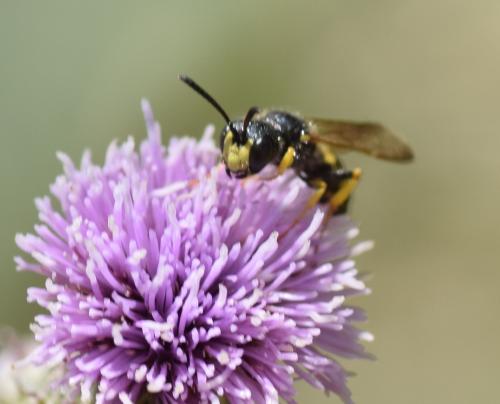 Cerceris rybyensis